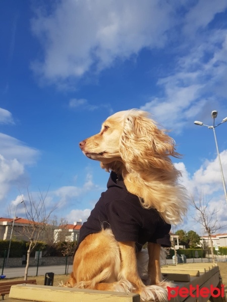 Amerikan Cocker Spaniel, Köpek  Sushi fotoğrafı