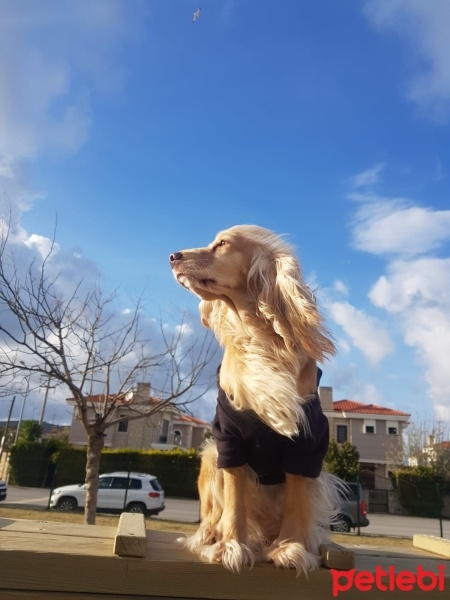 Amerikan Cocker Spaniel, Köpek  Sushi fotoğrafı