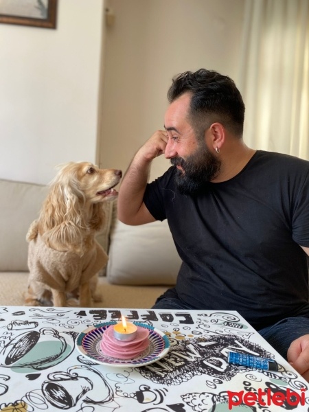 Amerikan Cocker Spaniel, Köpek  Sushi fotoğrafı