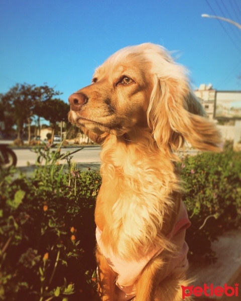 Amerikan Cocker Spaniel, Köpek  Sushi fotoğrafı