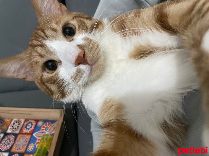 Sarman, Kedi  Güneş fotoğrafı