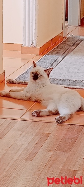 Siyam Kedisi, Kedi  Gumuş fotoğrafı