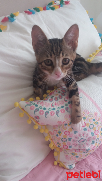 Tekir Kedi, Kedi  Venüs fotoğrafı