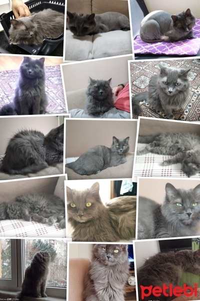 Nebelung, Kedi  Mia fotoğrafı