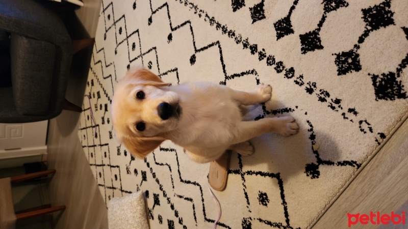 Golden Retriever, Köpek  Tina fotoğrafı