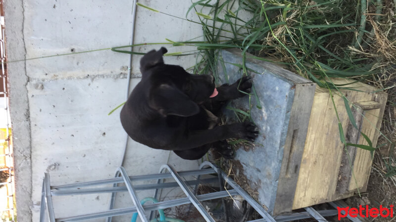 Cane Corso Italiano, Köpek  Cesur fotoğrafı