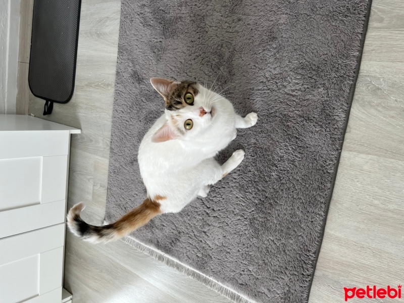 Tekir Kedi, Kedi  Şila fotoğrafı