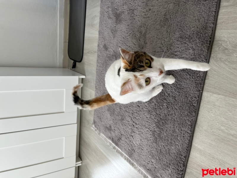Tekir Kedi, Kedi  Şila fotoğrafı