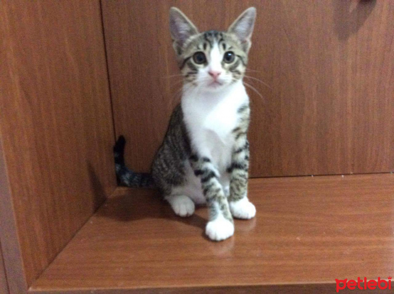 Tekir Kedi, Kedi  inşaattan çıkardım evde 40 kedi oldu acilll fotoğrafı