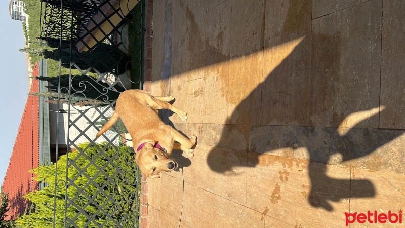 Golden Retriever, Köpek  lucky fotoğrafı