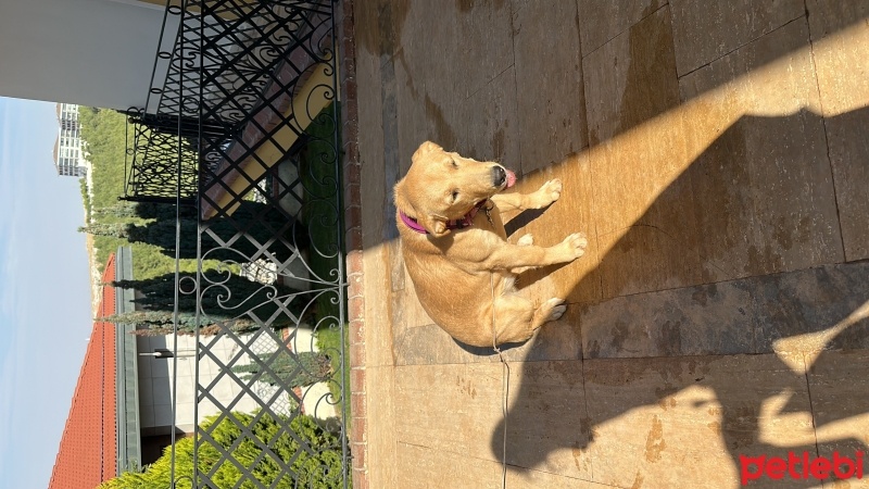 Golden Retriever, Köpek  lucky fotoğrafı