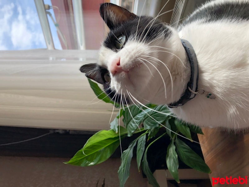 Tuxedo (Smokin) Kedi, Kedi  Baykuş fotoğrafı