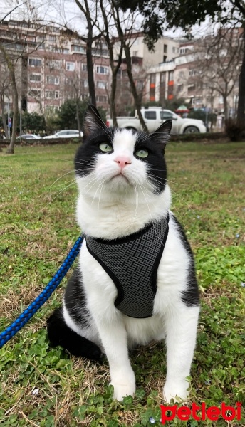 Tuxedo (Smokin) Kedi, Kedi  Baykuş fotoğrafı