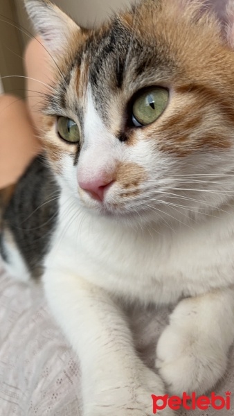 Tekir Kedi, Kedi  Mia fotoğrafı