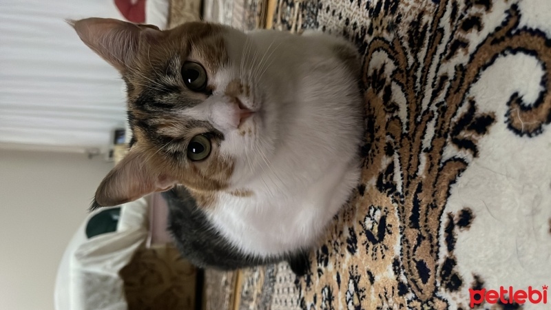 Tekir Kedi, Kedi  Mia fotoğrafı