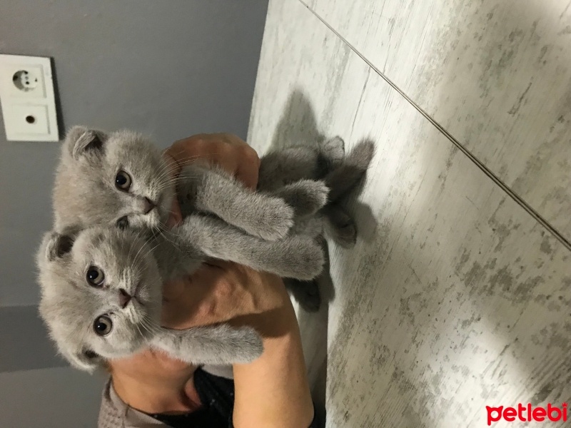 Scottish Fold, Kedi  Mia fotoğrafı
