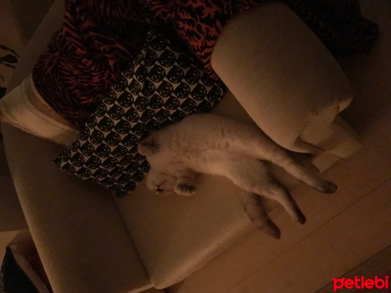 Scottish Fold, Kedi  Albus fotoğrafı