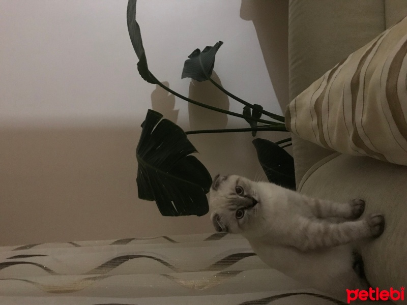 Scottish Fold, Kedi  Albus fotoğrafı