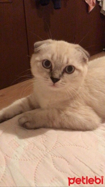 Scottish Fold, Kedi  Albus fotoğrafı