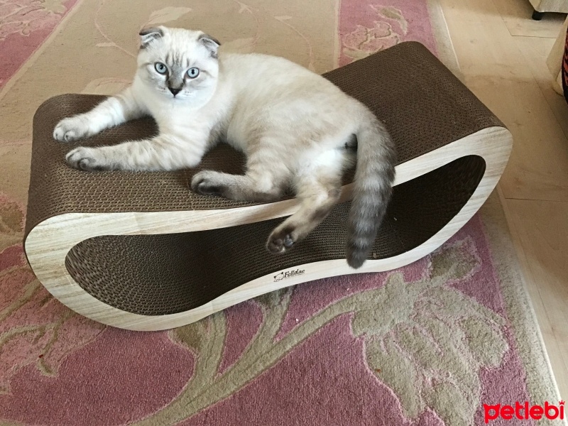 Scottish Fold, Kedi  Albus fotoğrafı