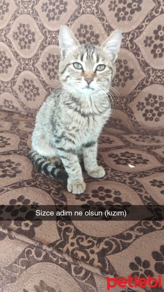 Tekir Kedi, Kedi  Mia fotoğrafı