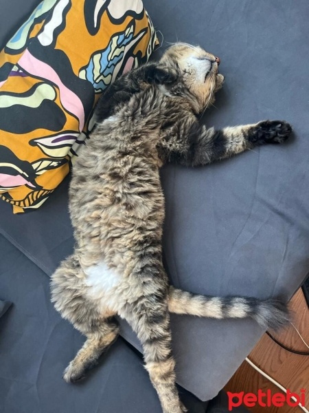 Norwegian Forest, Kedi  Gece fotoğrafı