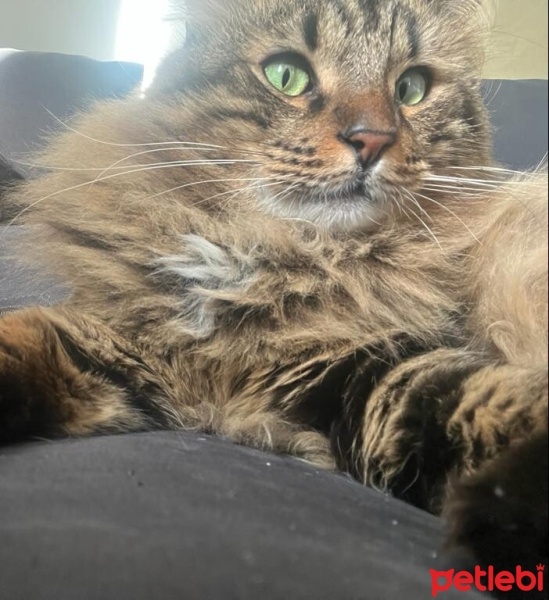 Norwegian Forest, Kedi  Gece fotoğrafı