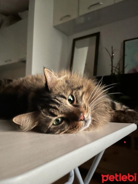 Norwegian Forest, Kedi  Gece fotoğrafı
