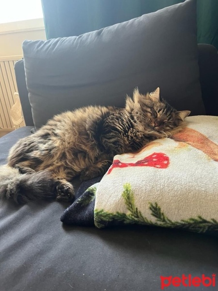 Norwegian Forest, Kedi  Gece fotoğrafı