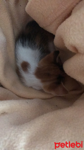 Tekir Kedi, Kedi  nar fotoğrafı