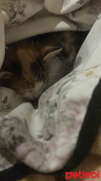 Tekir Kedi, Kedi  nar fotoğrafı