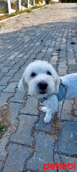 Maltese, Köpek  ÇAVUŞ oğlum için sahiplendirme fotoğrafı