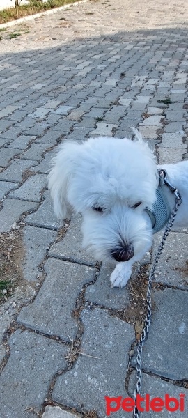 Maltese, Köpek  ÇAVUŞ oğlum için sahiplendirme fotoğrafı