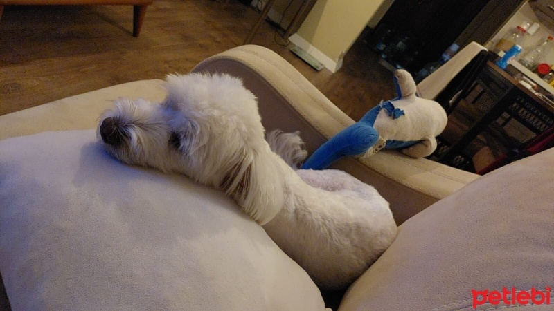 Maltese, Köpek  ÇAVUŞ oğlum için sahiplendirme fotoğrafı