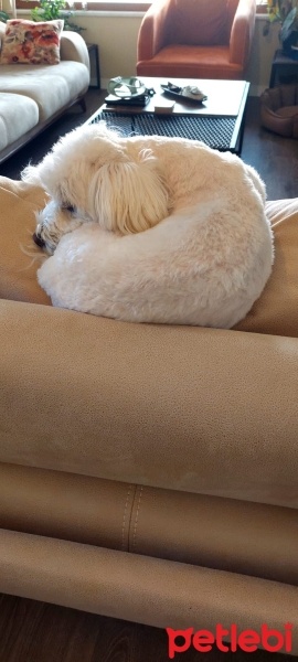 Maltese, Köpek  ÇAVUŞ oğlum için sahiplendirme fotoğrafı
