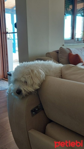 Maltese, Köpek  ÇAVUŞ oğlum için sahiplendirme fotoğrafı