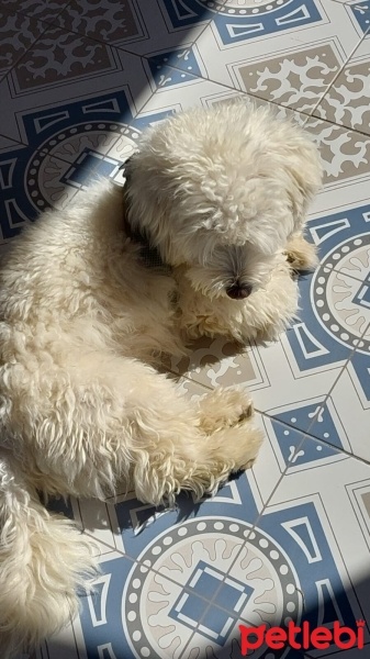 Maltese, Köpek  ÇAVUŞ oğlum için sahiplendirme fotoğrafı