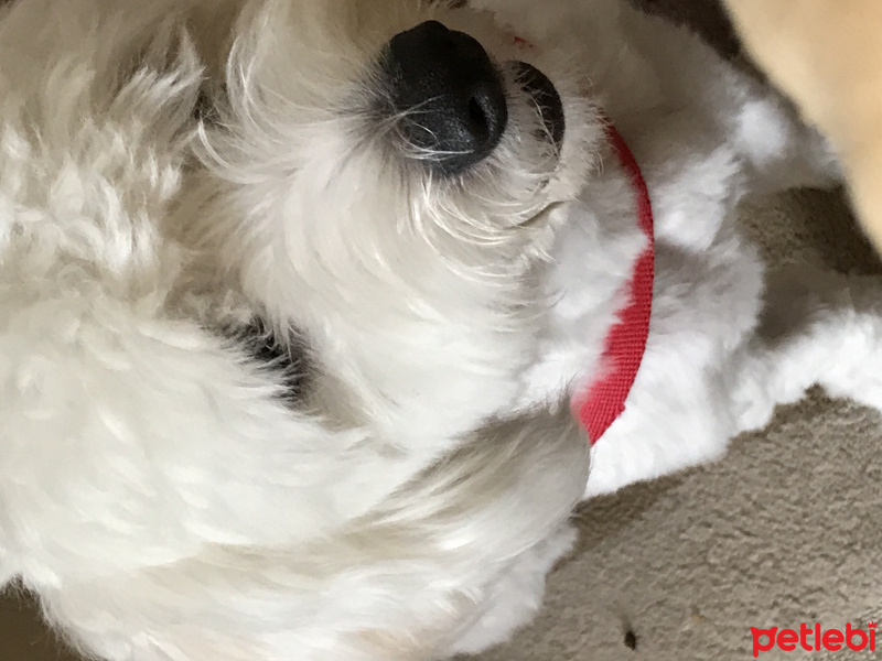 Maltese, Köpek  Paşa fotoğrafı