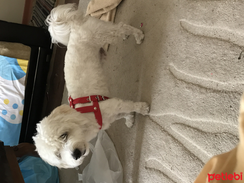 Maltese, Köpek  Paşa fotoğrafı