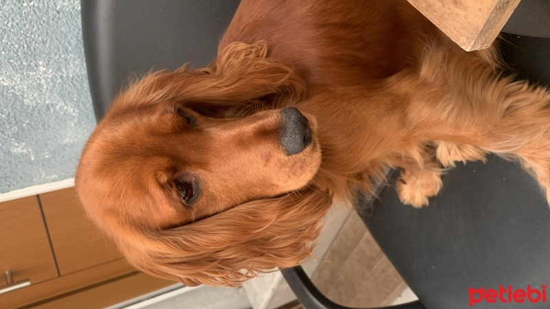 İngiliz Cocker Spaniel, Köpek  Milan fotoğrafı