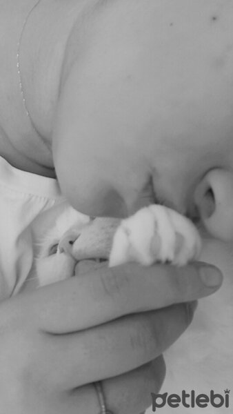 Scottish Fold, Kedi  Bulut fotoğrafı