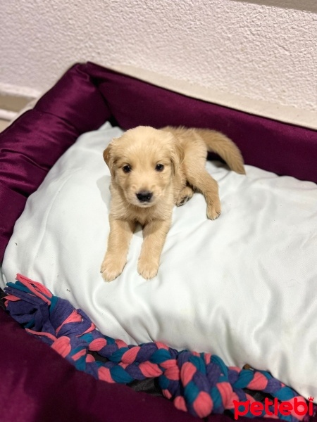 Golden Retriever, Köpek  Jack fotoğrafı