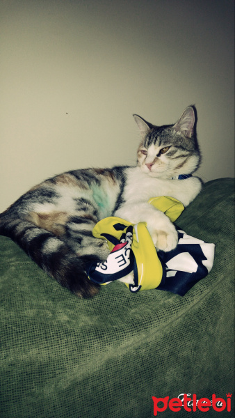 Tekir Kedi, Kedi  Pamuk fotoğrafı