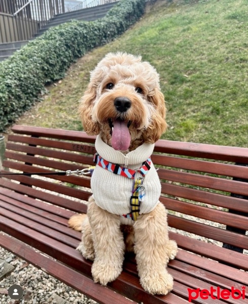 Poodle (Minyatür Kaniş), Köpek  Mocha fotoğrafı