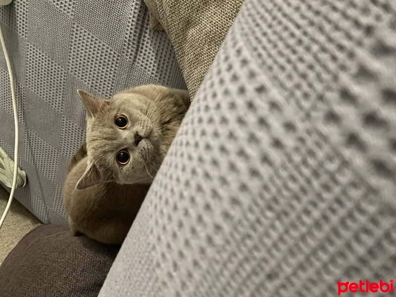 British Shorthair, Kedi  Dobby fotoğrafı