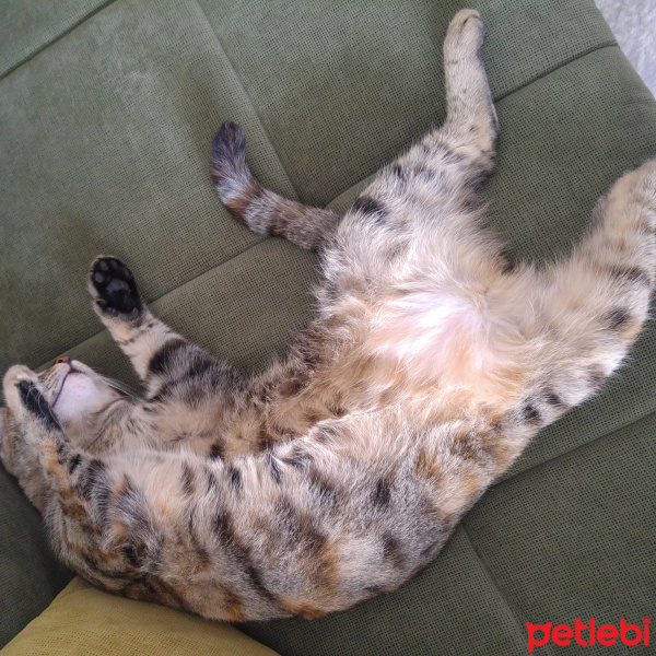 Tekir Kedi, Kedi  Tor Tor fotoğrafı