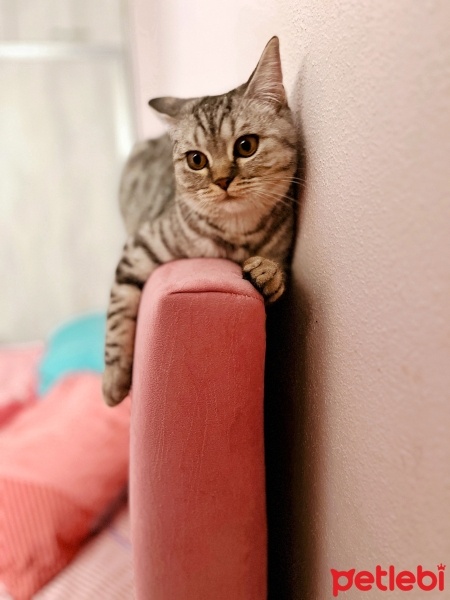 British Shorthair, Kedi  bade fotoğrafı