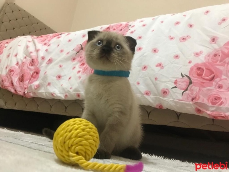 Scottish Fold, Kedi  Şirin fotoğrafı