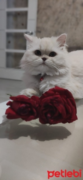 Chinchilla, Kedi  PAMUK fotoğrafı