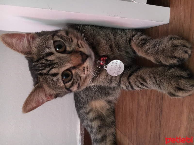 Tekir Kedi, Kedi  Leyla fotoğrafı